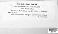 Sphaerella salicinearum image